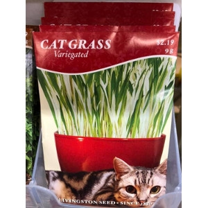 Cat Grass 