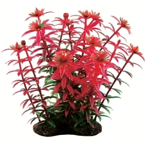 Tropical Elements Rotala