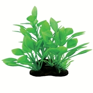 Tropical Elements Crypt Parva