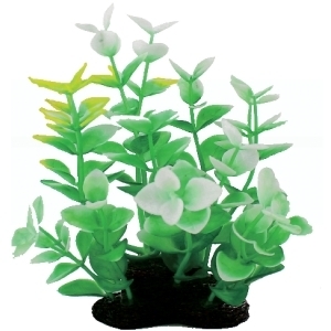 Tropical Elements Bacopa Carolina
