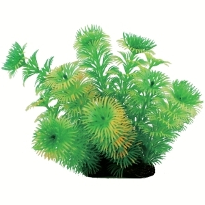 Tropical Elements Cabomba