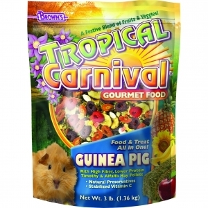 Tropical Carnival Guinea Pig