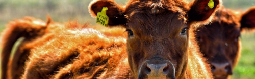 Your Herd Is An Investment