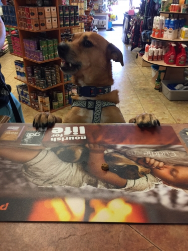 Counter Shots 