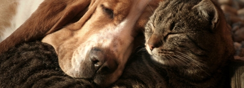 Pets are Family Too
