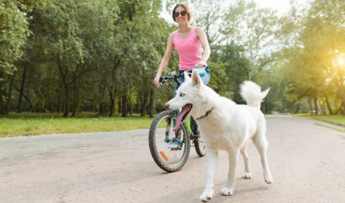 Biking with Your Dog