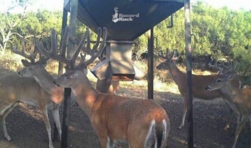 Deer Supplementation - It Is Hot, Now What?