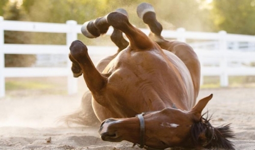 Colic in Horses: Pinpoint the Pain