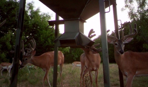 Selecting the Right Location for a Deer Feeder