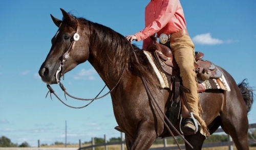 Conditioning Your Horse: 5 Types of Fitness