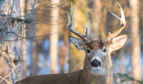 What Determines Antler Size of a Buck?