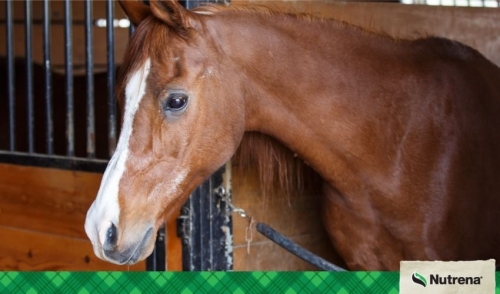 Does My Senior Horse Need Calories or Protein?