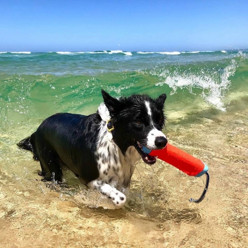 Beach Dog