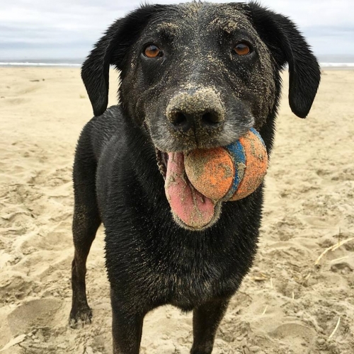 Dog w ball