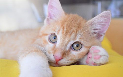 Pet shop near me cats shop
