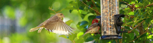birds