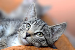 cat