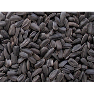 Black Oil Sunflower Seed 40lbs 