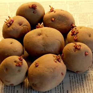 Seed Starter Potato