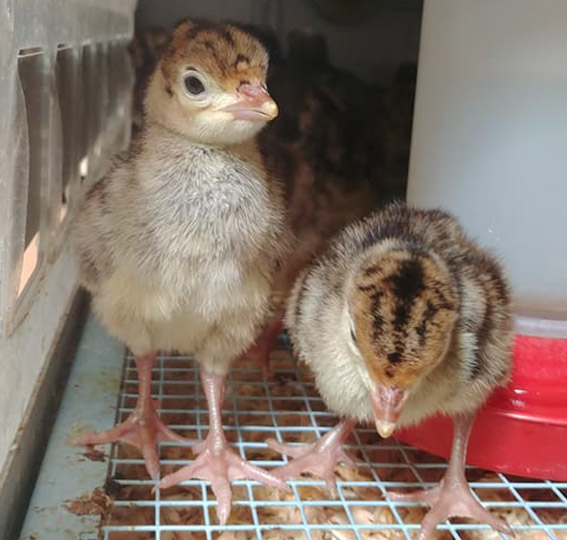 chicks