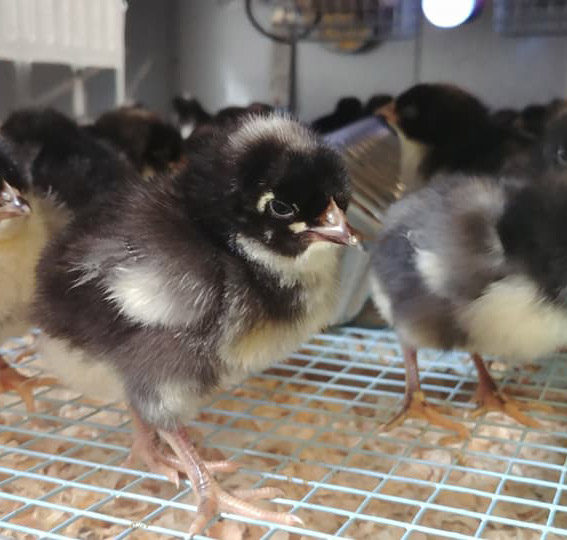chicks