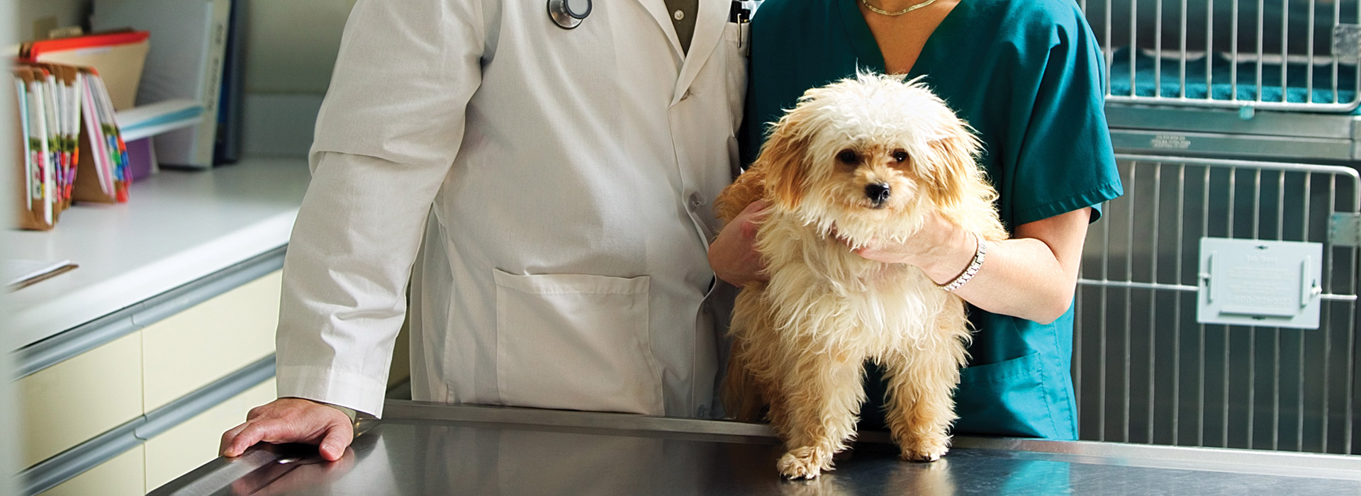 Nutrena Feed, Purina Feed, Horse Feed, Chicken Feed, Cow Feed, Modern