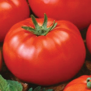 Tomato, Beefsteak