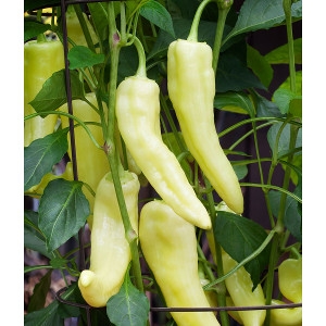 Bonnie Plants Sweet Banana Pepper 6 Pack