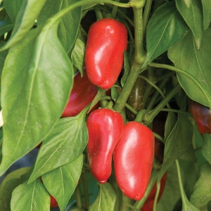 Bonnie Plants Lunchbox Red Sweet Snacking Pepper