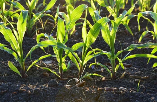 Agronomy Services