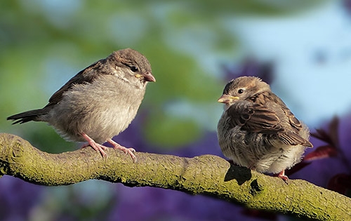 Wild Bird & Wildlife