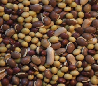 Deer Creek Seed Co. Quad Pro Bean Food Plot Mix 