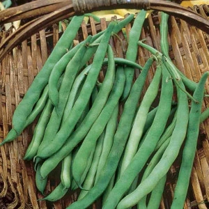 Kentucky Blue Pole Garden Bean 