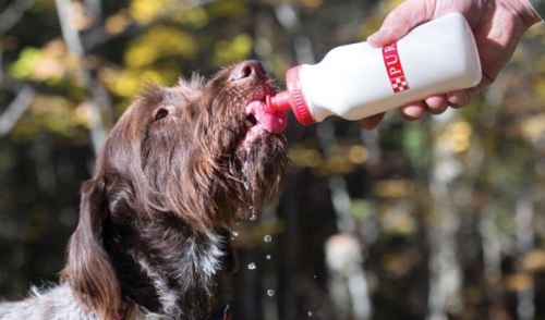 Healthy Hydration Helps Dogs Beat Heat Stress