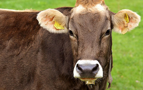 Livestock