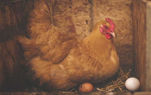 Poultry