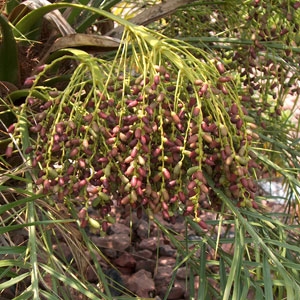 Phoenix Roebelenii /Date Palm