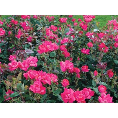 The Knock OutÂ® Rose