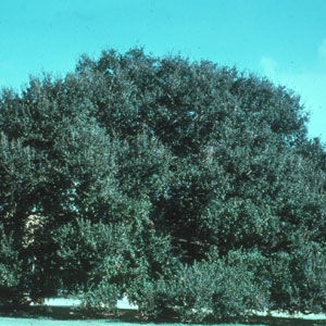 Quercus Virginiana/Live Oak