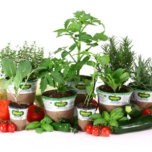 5" Bonnie Herb & Vegetable Plants