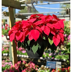 Red Poinsettia Hanging Baskets