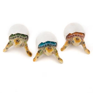 Assorted Baby Sea Turtle Hatchlings