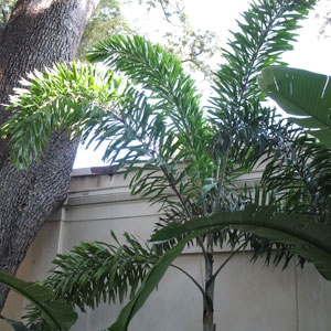 Wodyetia Bifurcata/Foxtail Palm