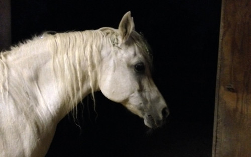 For The Horse