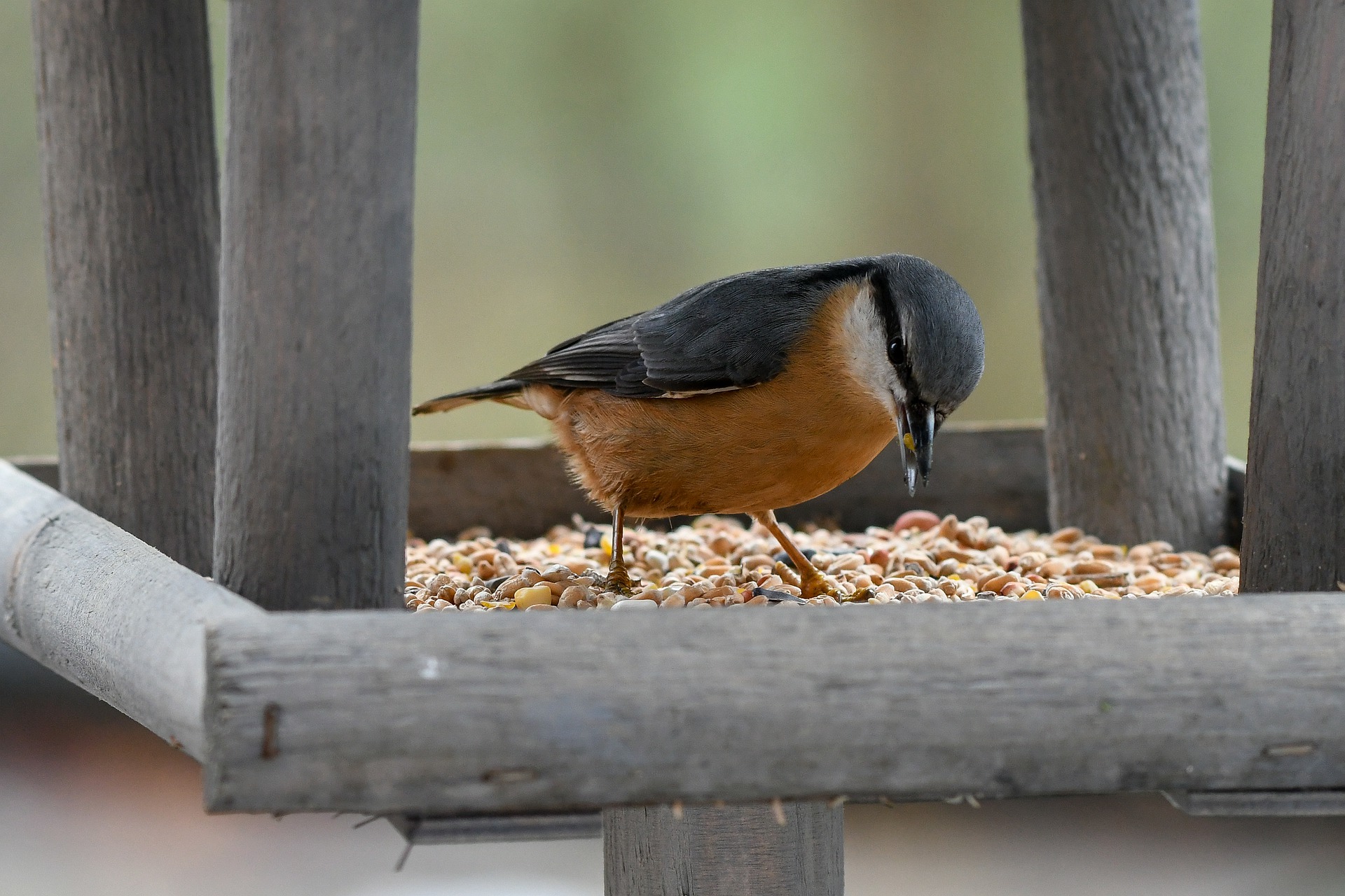 Bird Seed