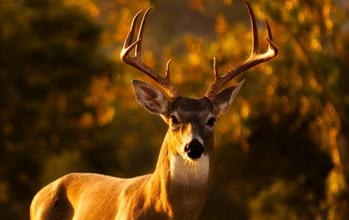 Wildlife
