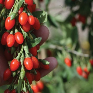  Big Lifeberry® - Goji Berry (Lycium barbarum)