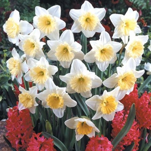 Narcissus Large Cup Narcissus 'Ice Follies'