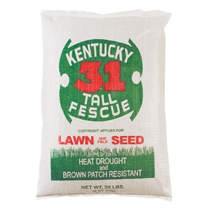 Kentucky 31 Tall Fescue Seed