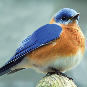 bluebird